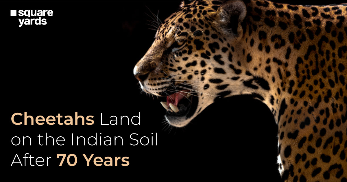 Cheetahs-Land-on-the-Indian-Soil-After-70-Years