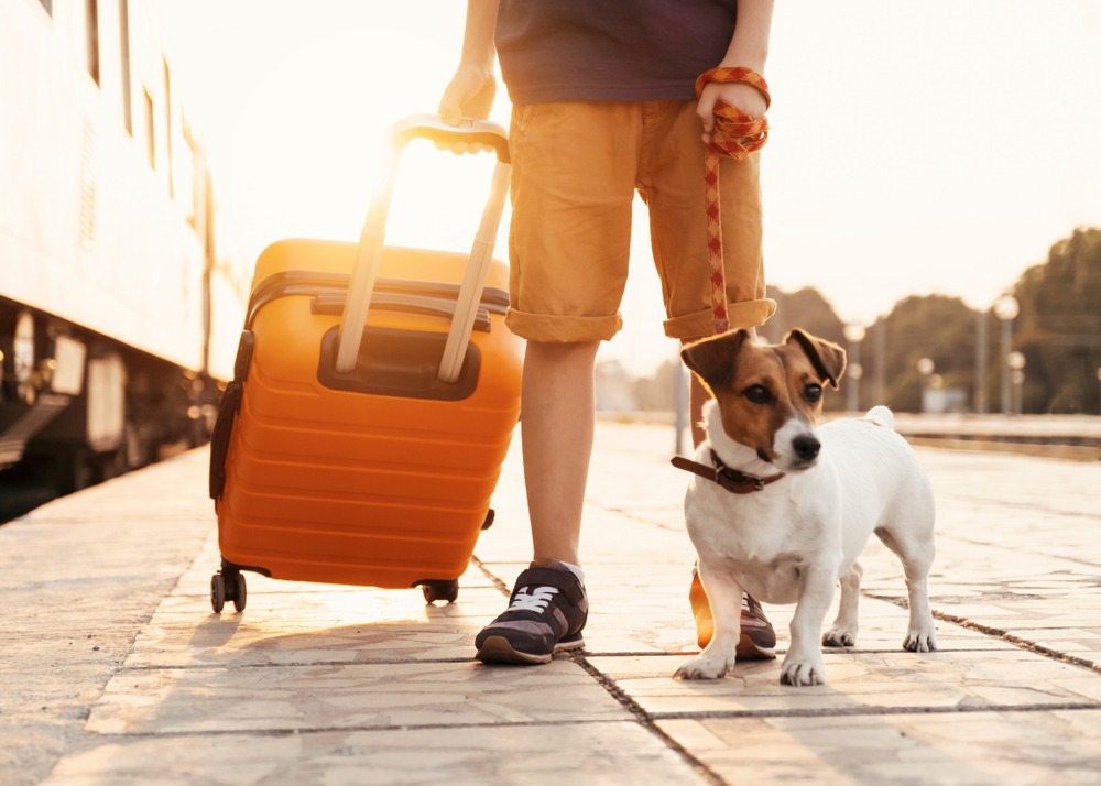 Things to Keep in Mind When Travelling with a Pet