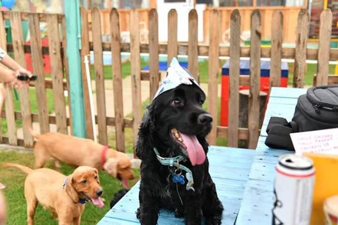 Doggo Christmas Carnival