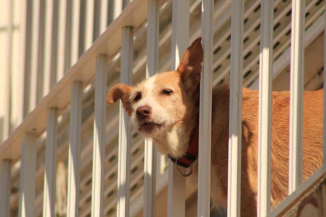 dog proof balcony