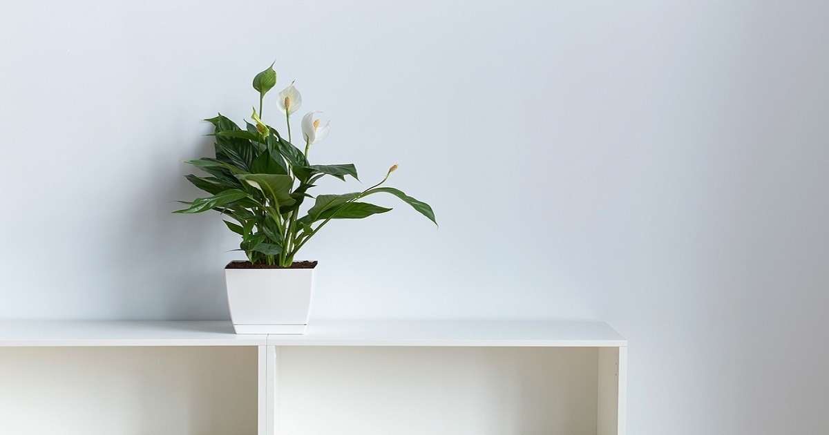 10+ Indoor Plants as per Vastu for Office - Squareyards